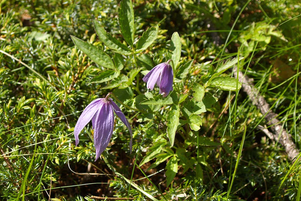 Clematis  alpina / Clematide alpina